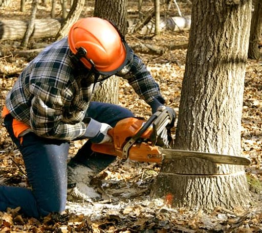 Tree Removal in Trent, TX